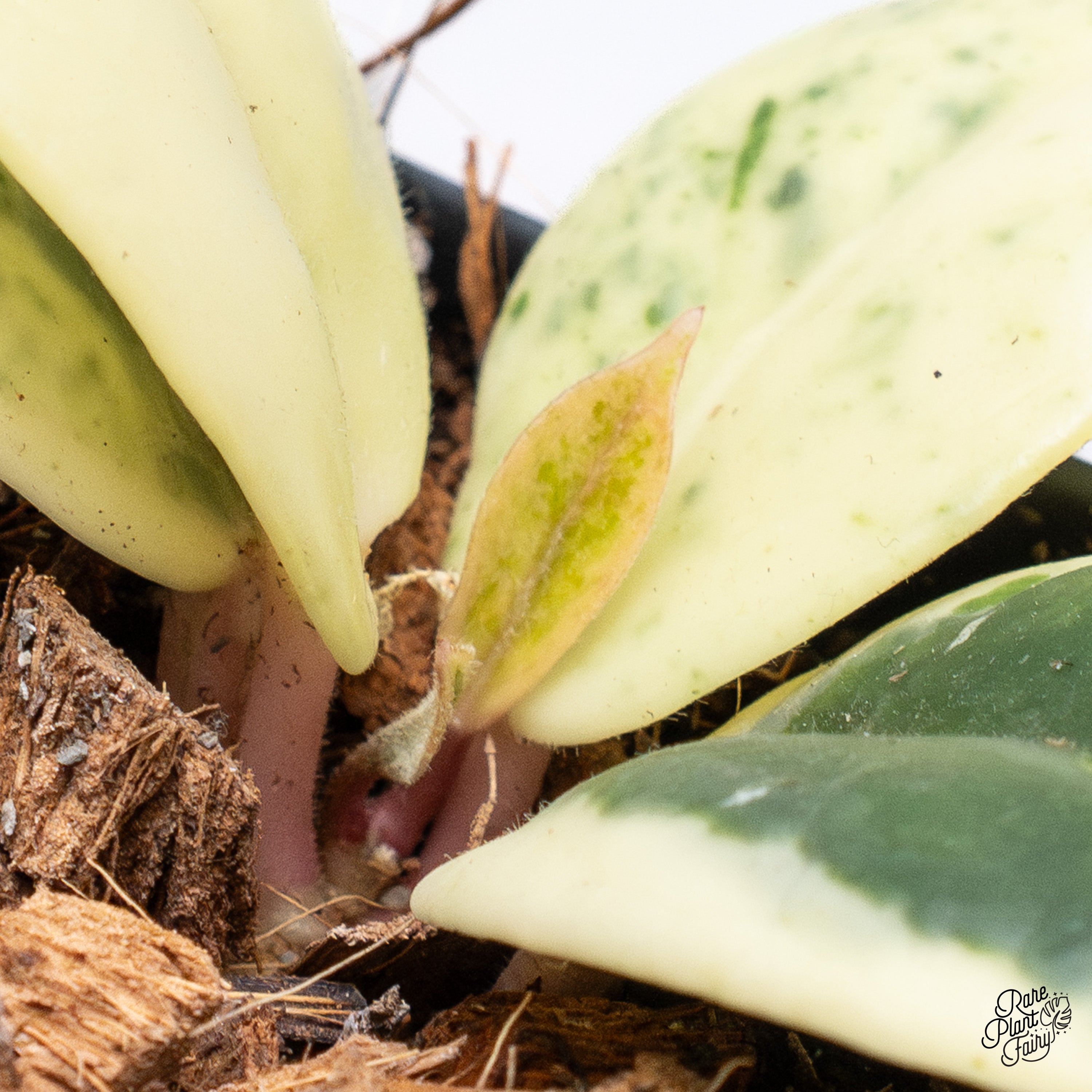 Hoya Carnosa 'Madara' (aka 'Snow Angel') (wk38-E) – Rare