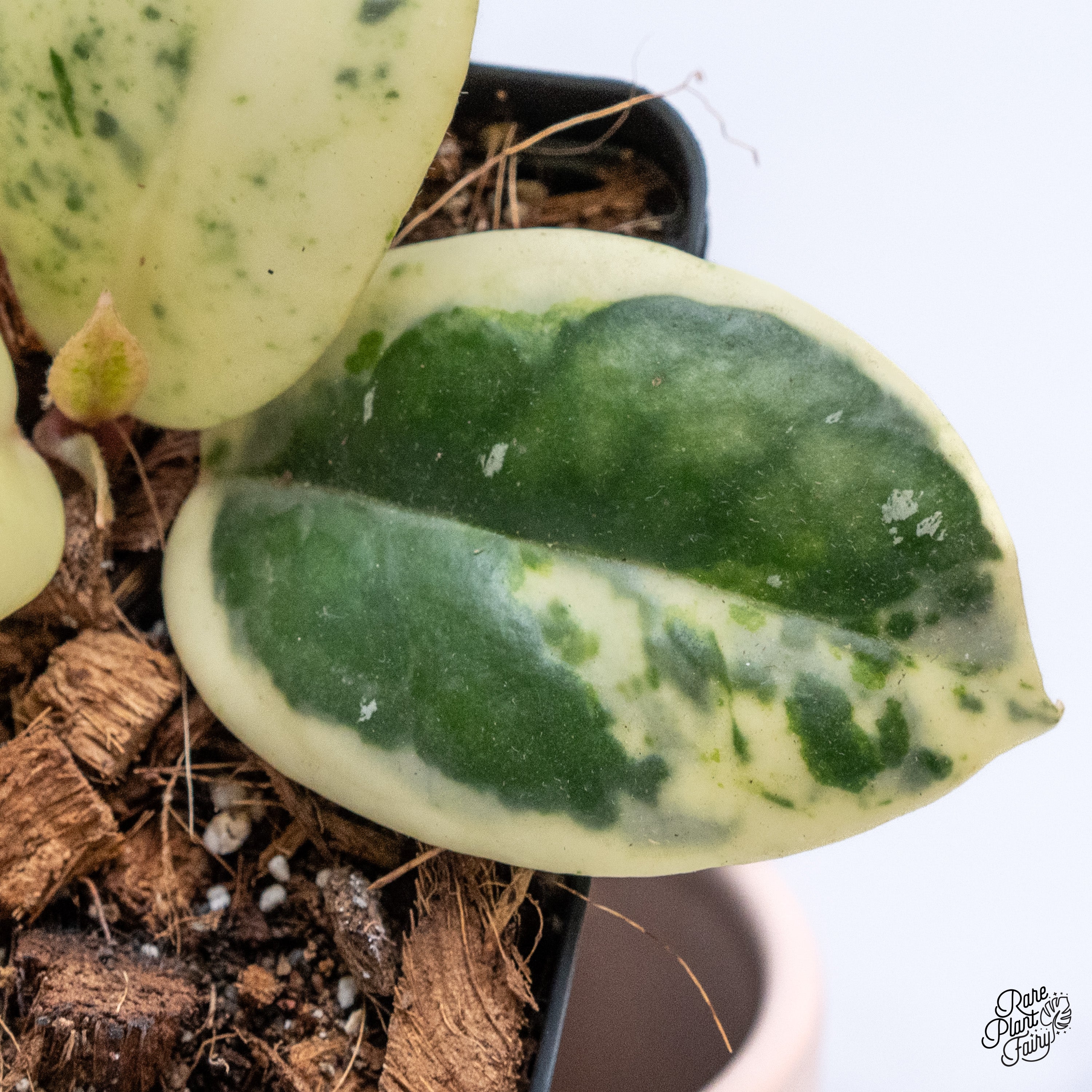 Hoya Carnosa 'Madara' (aka 'Snow Angel') (wk38-E) – Rare