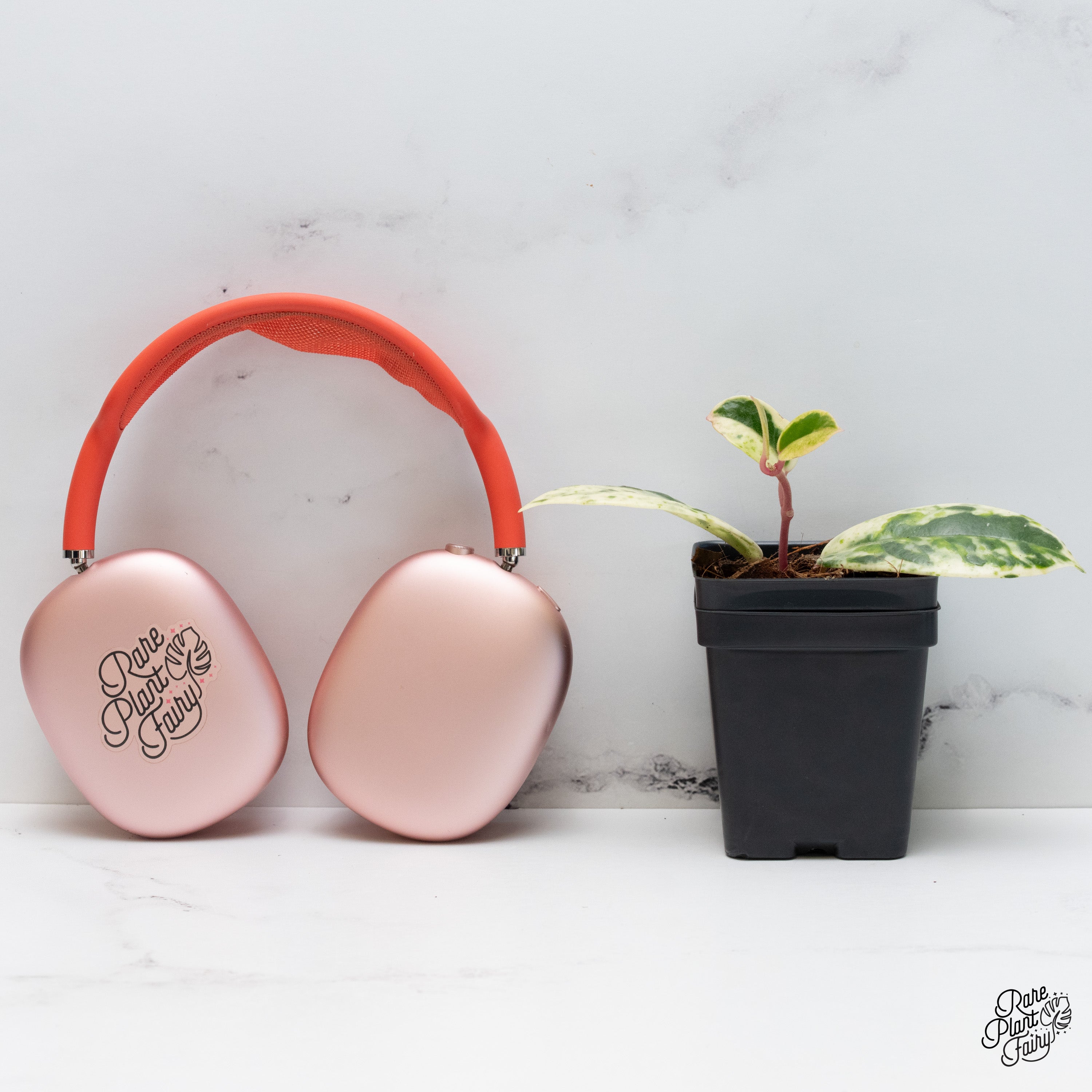 その他観葉植物 Hoya carnosa ' Madara  angel' Hoya Carnosa 'Madara' (aka 'Snow Angel') (wk40-E) – Rare