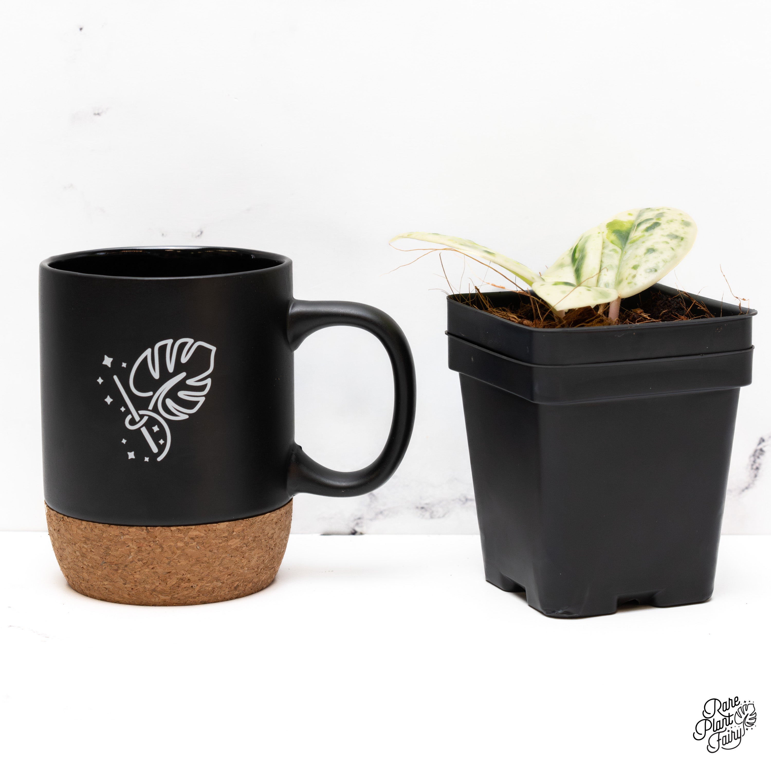 Hoya Carnosa 'Madara' (aka 'Snow Angel') (wk41-C) – Rare Plant Fairy