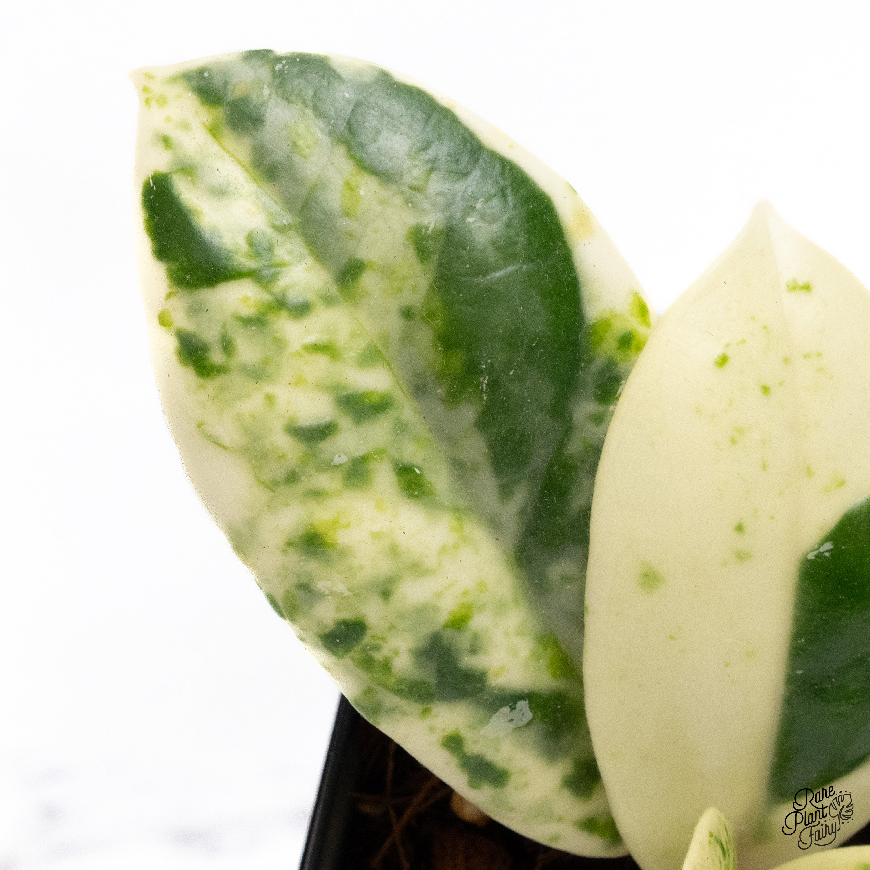 Hoyacarnosa_Madara_2025-10-