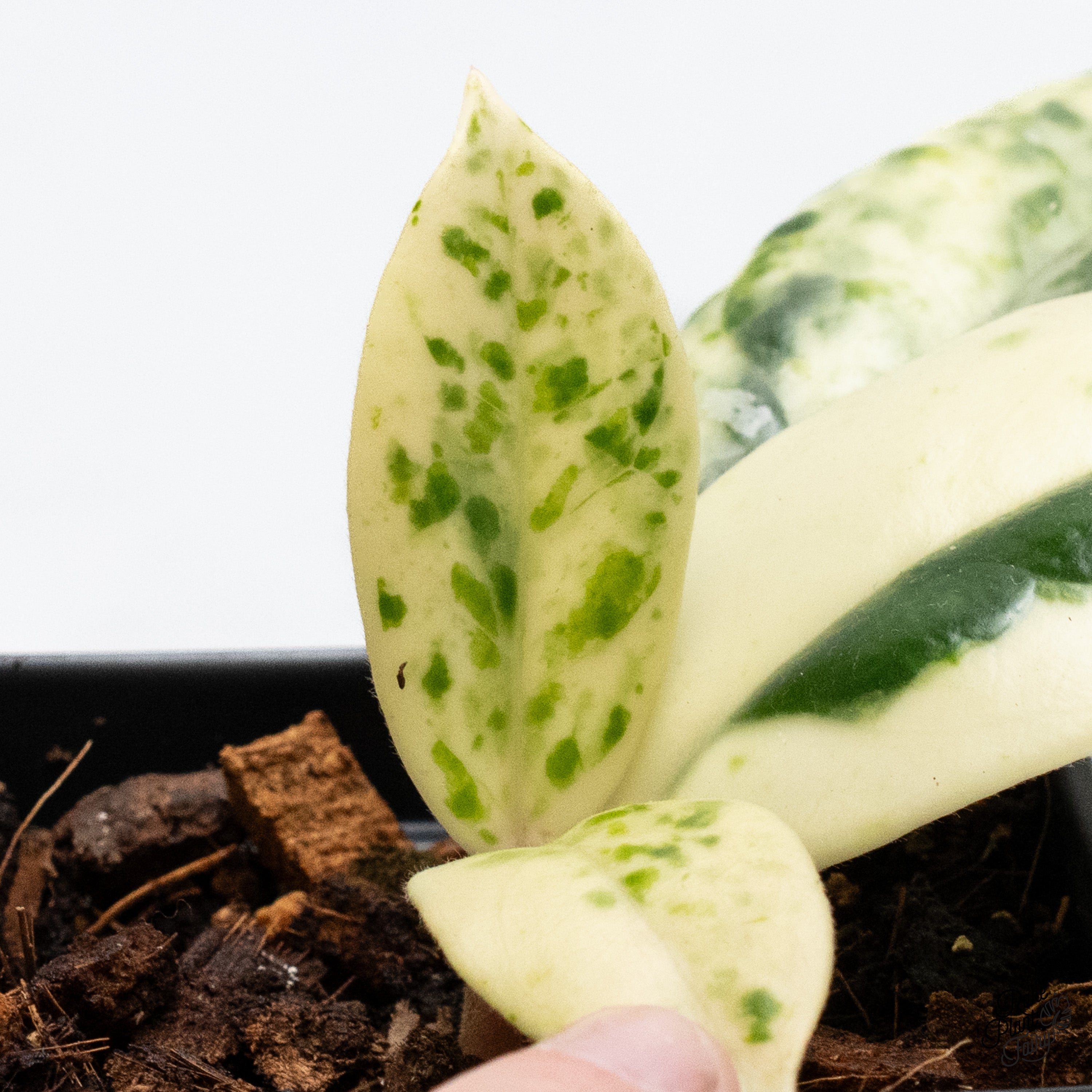 Hoya Carnosa 'Madara' (aka 'Snow Angel') (wk43-K) – Rare Plant Fairy