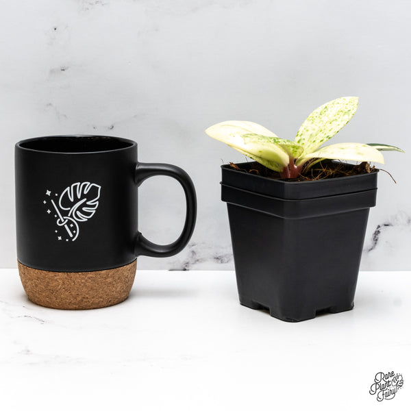 Hoya Carnosa 'Madara' (aka 'Snow Angel') (wk46-H)