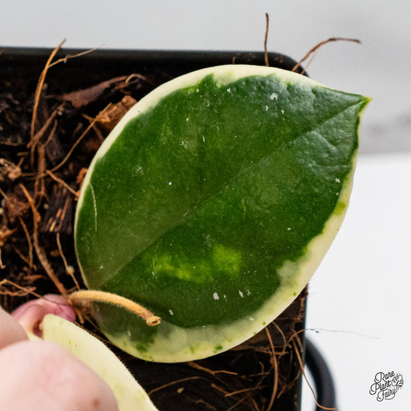 Hoya Carnosa 'Madara' (aka 'Snow Angel') (wk46-H)