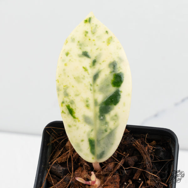 Hoya Carnosa 'Madara' (aka 'Snow Angel') (wk52-P)