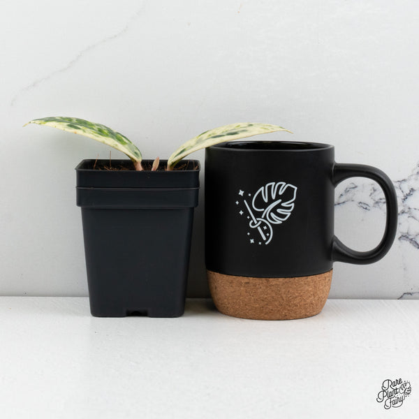 Hoya Carnosa 'Madara' (aka 'Snow Angel') (wk52-P)