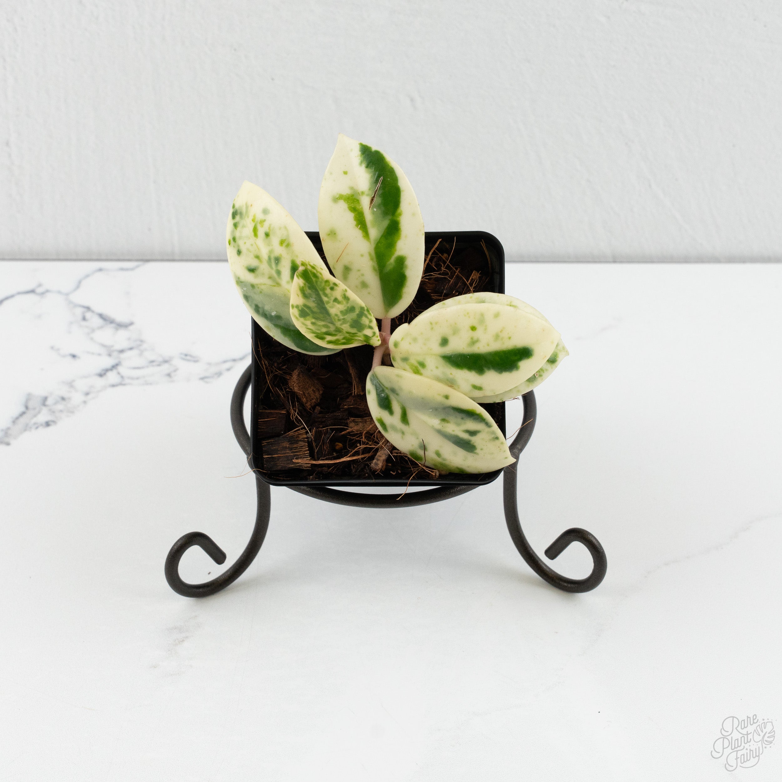 Hoya Carnosa 'Madara' (aka 'Snow Angel') (wk8-UX) – Rare Plant Fairy