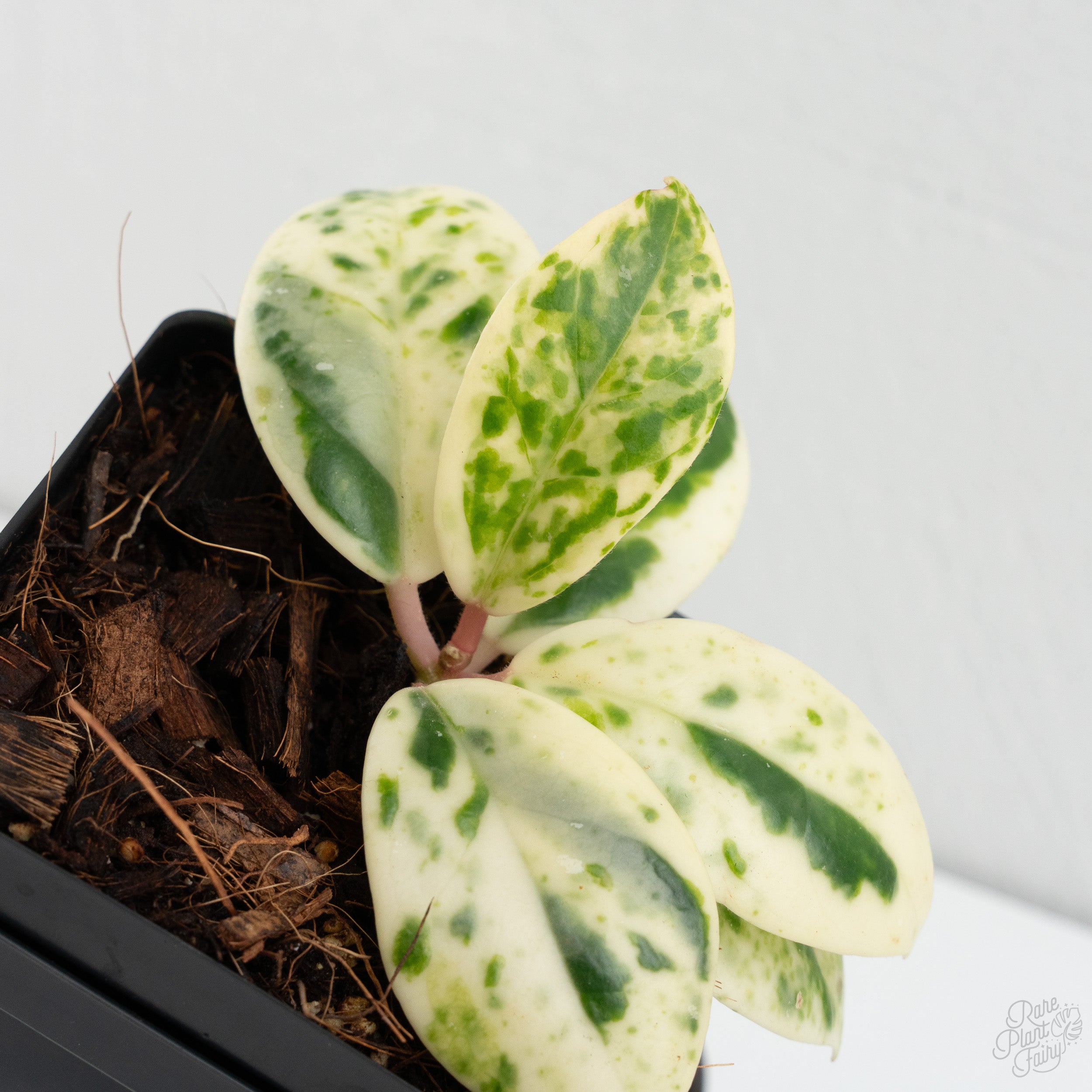 Hoya Carnosa 'Madara' (aka 'Snow Angel') (wk8-UX) – Rare Plant Fairy
