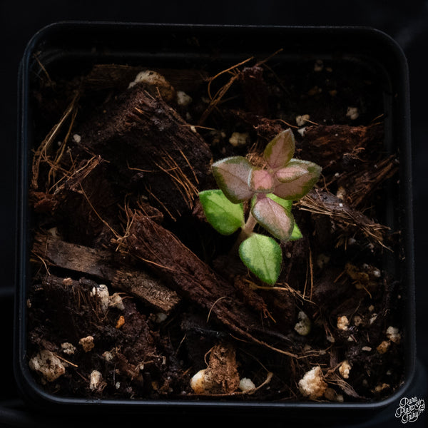 Hoya Chinghungensis Inner Variegated *Grower's Choice*