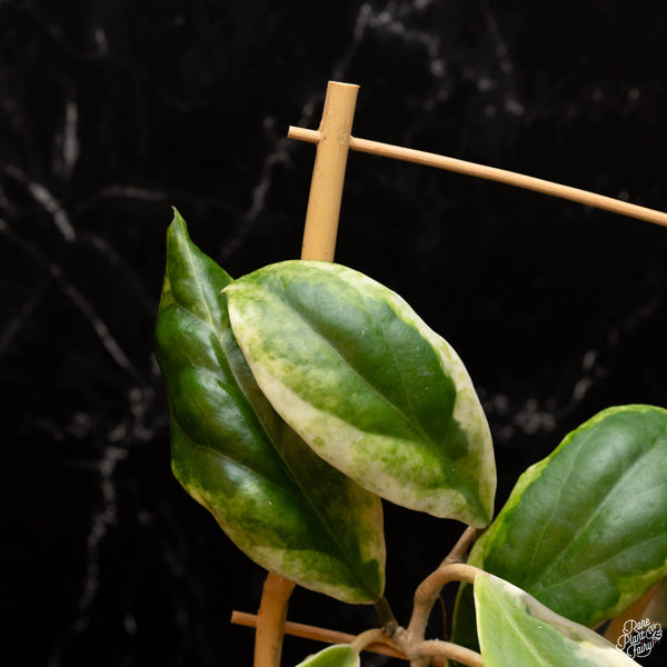 Hoya incrassata albo outer variegated *Grower's Choice*
