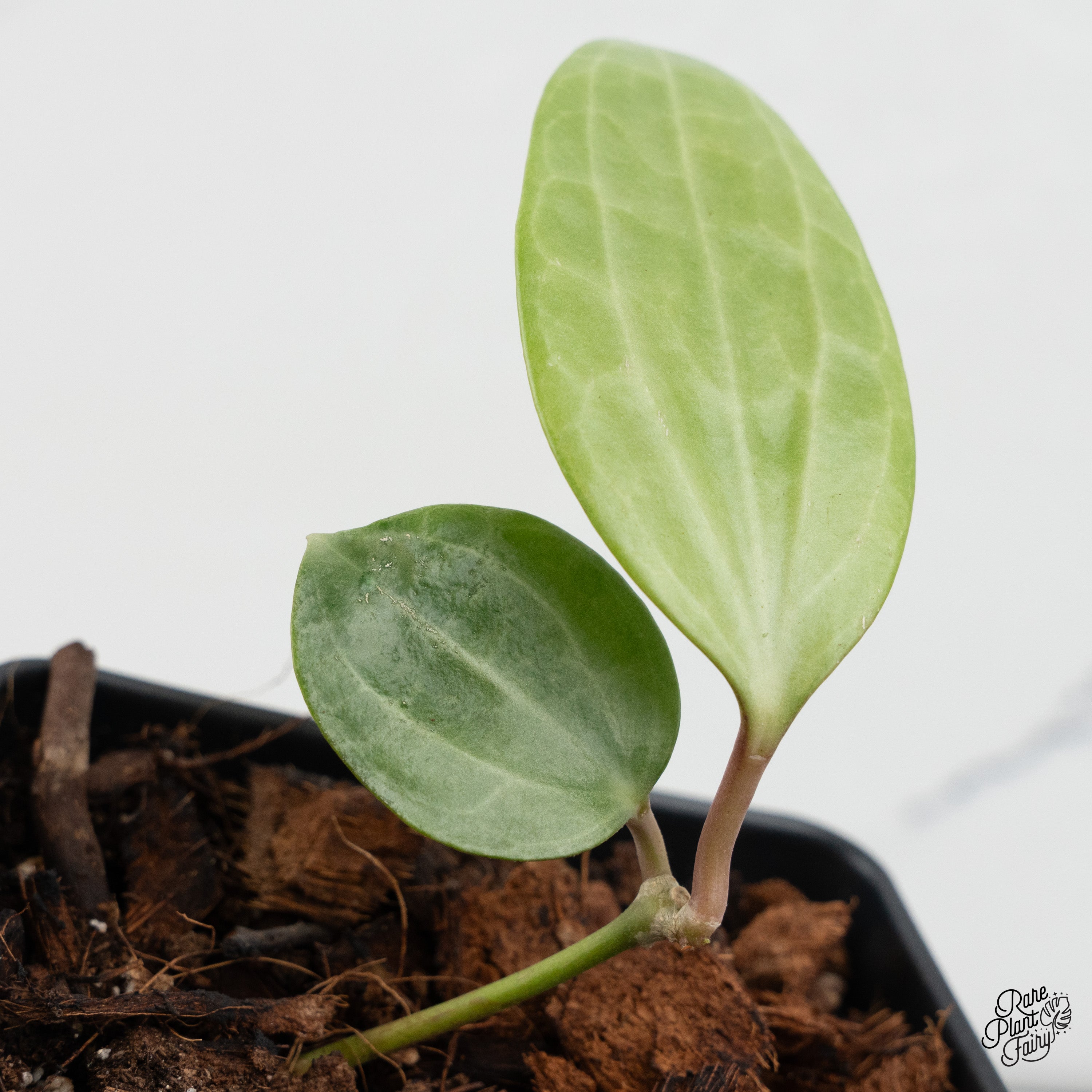 0901ホヤ ＊Hoya ＊ latifolia ＊silver＊ラティシルバー 0901ホヤ ＊Hoya ＊ latifolia ＊silver＊ラティシルバー