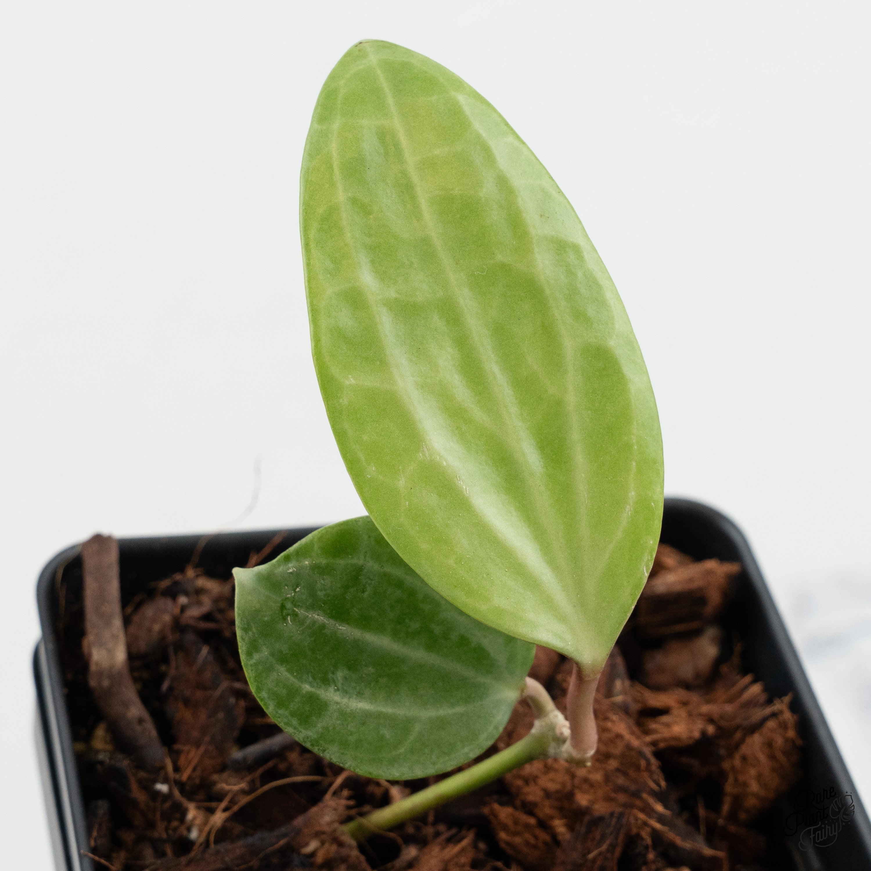 HOYA エリプティカ　 250808 7 Hoya Silver Lady (((((hoya))))) Phyto -cer//// - Etsy