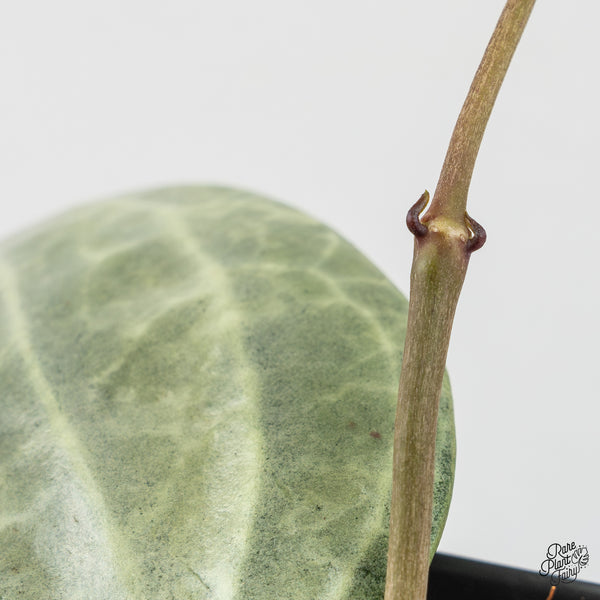 Hoya Latifolia 'Silver' (wk47-R)