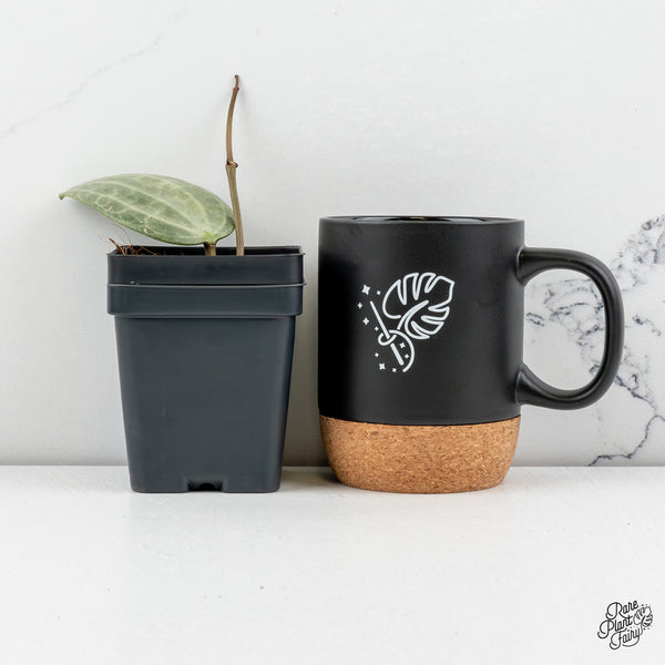 Hoya Latifolia 'Silver' (wk47-R)