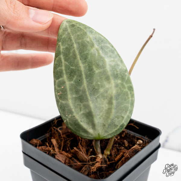 Hoya Latifolia 'Silver' (wk47-R)