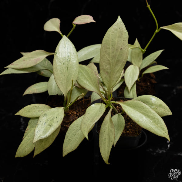 Hoya nicholsoniae 'New Guinea Ghost' *Grower's Choice*