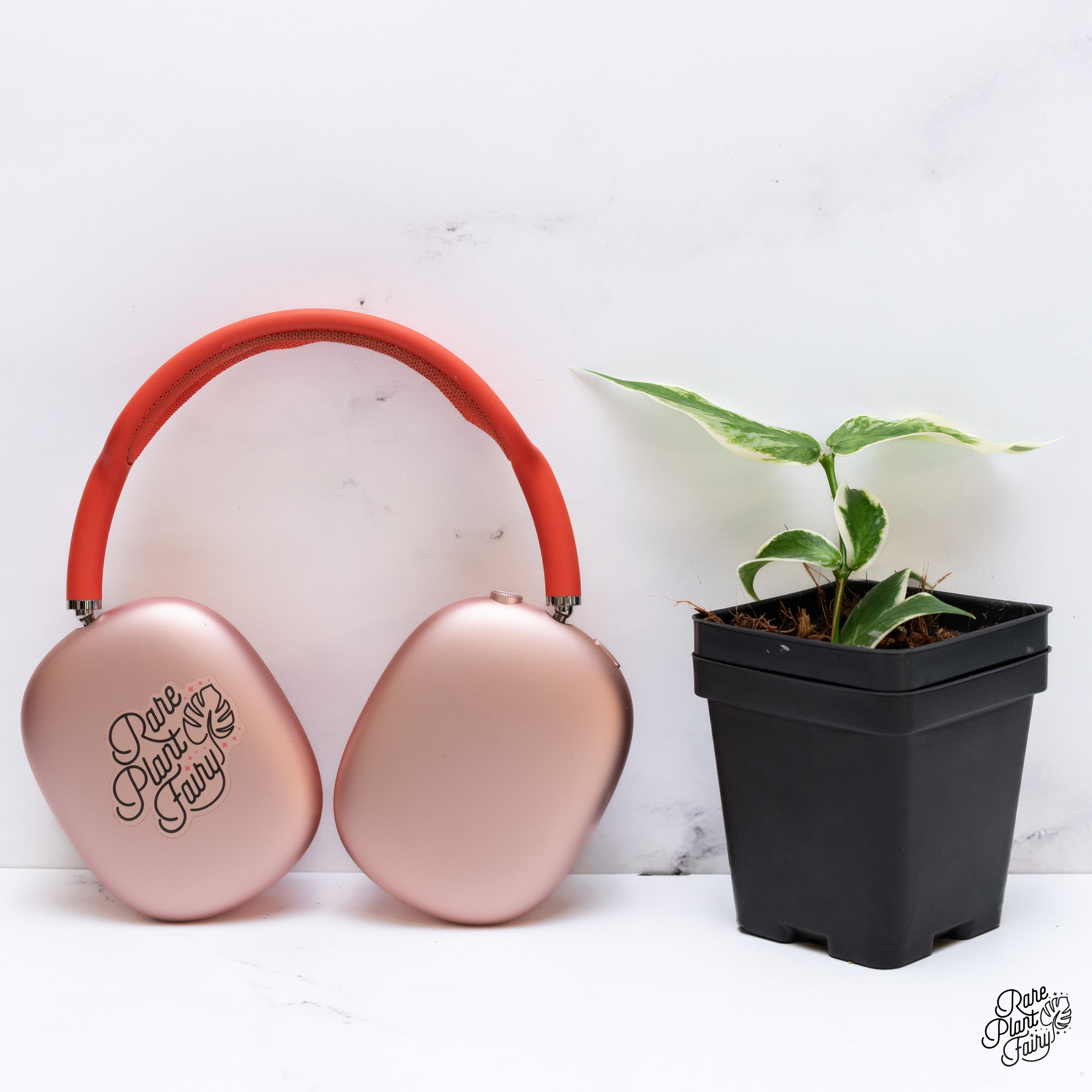 Hoya Polyneura Albomarginata Outer Variegated Splash (wk40-C