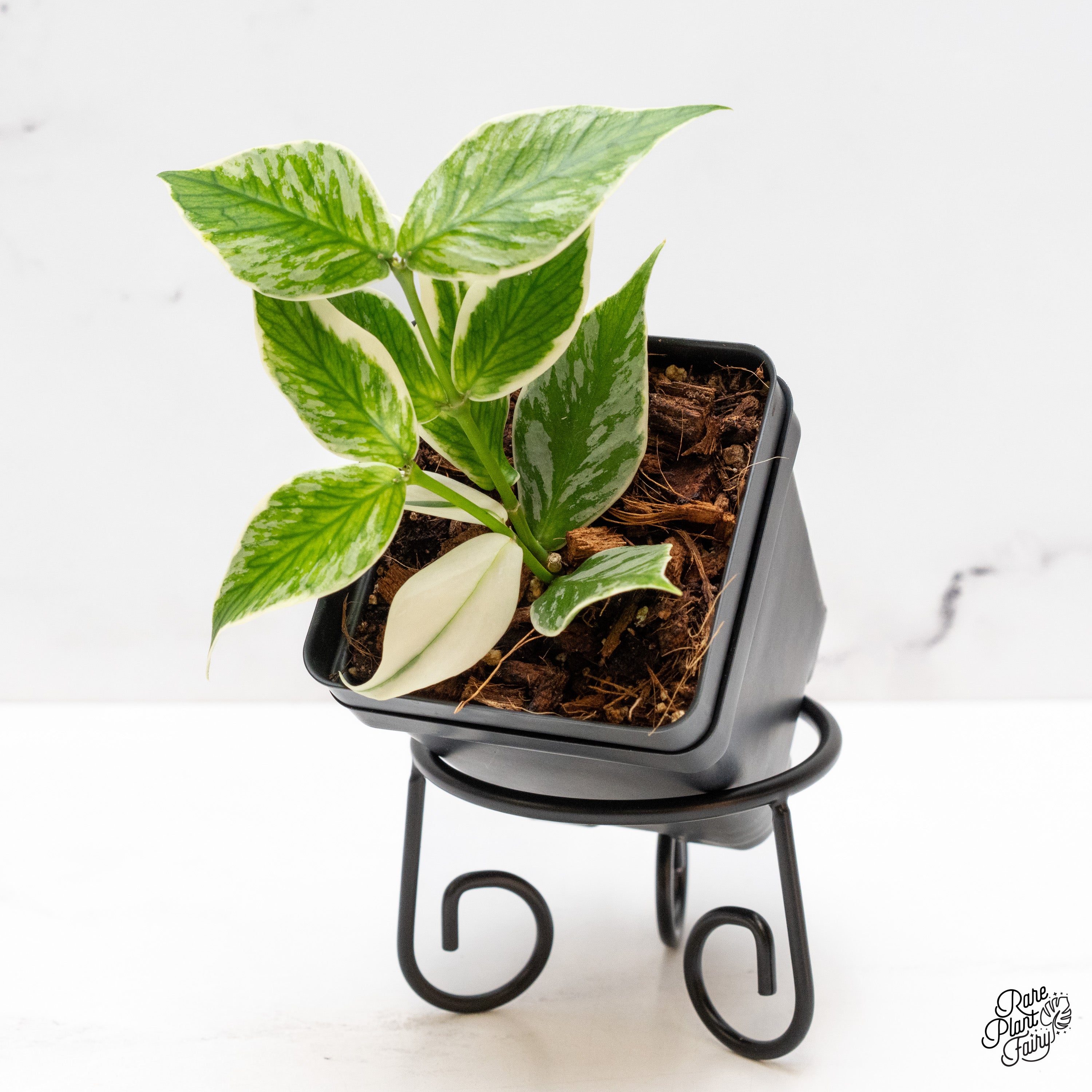 Hoya Polyneura Albomarginata Outer Variegated Splash (wk41-D