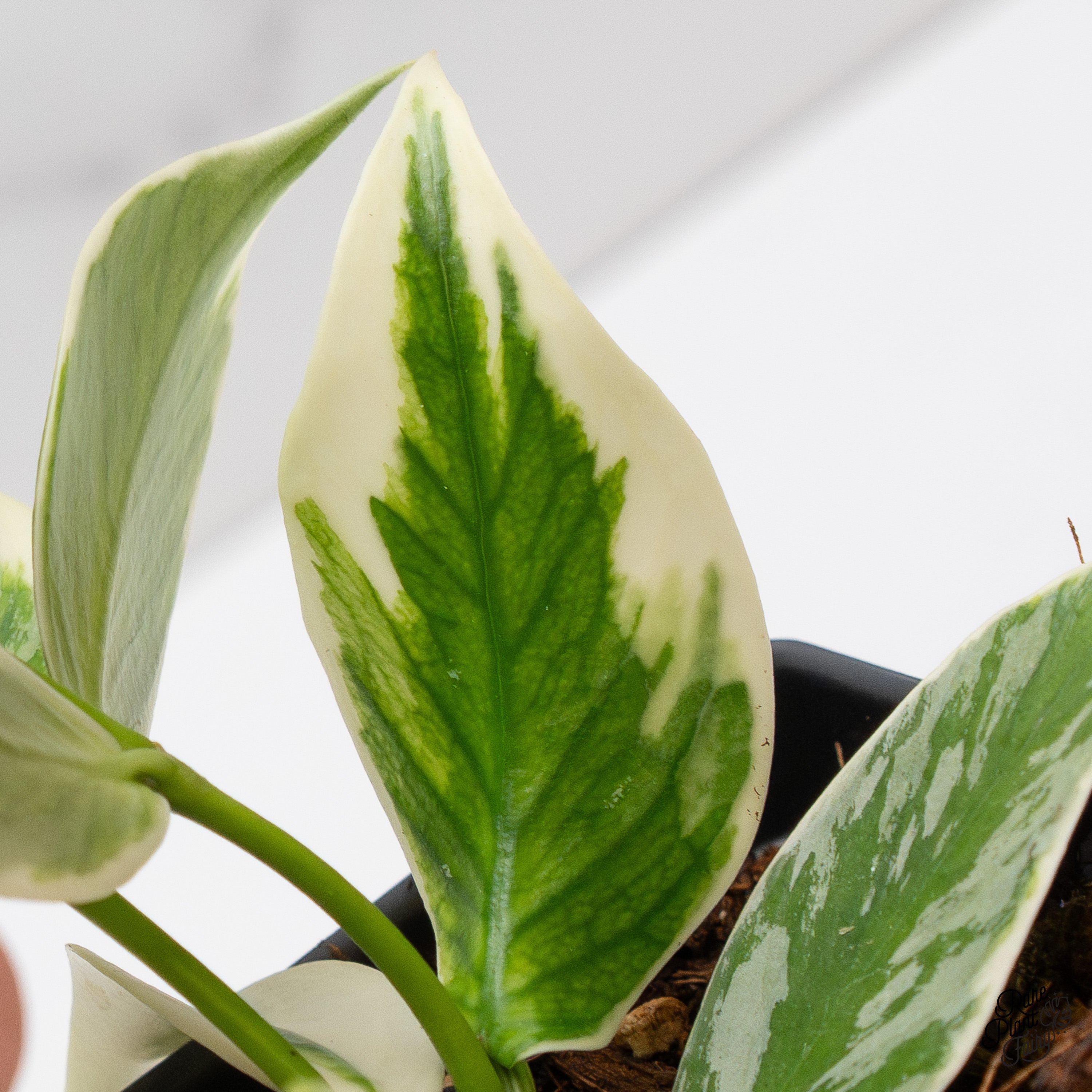 Hoya Polyneura Albomarginata Outer Variegated Splash (wk41-D