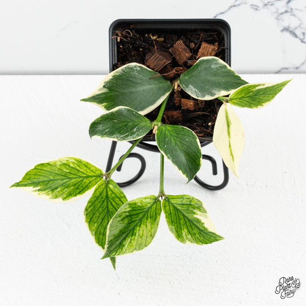 Hoya Polyneura Albomarginata Outer Variegated *Splash* (wk47-P)