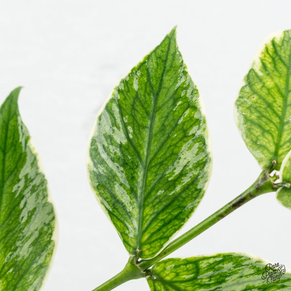 Hoya Polyneura Albomarginata Outer Variegated *Splash* (wk49-L)