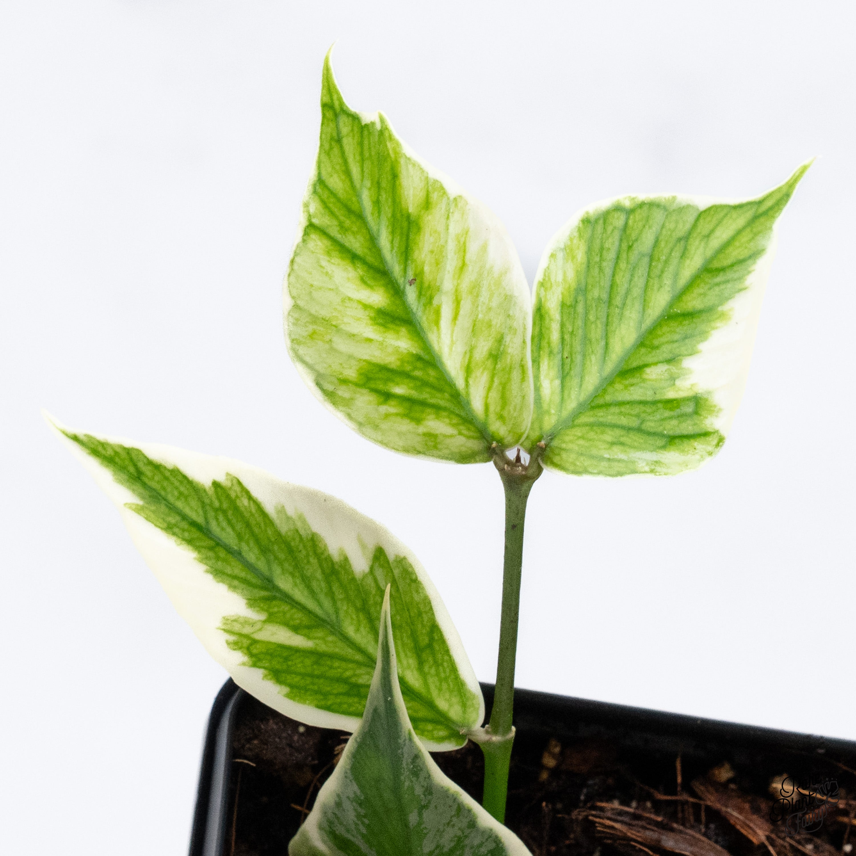 Hoya polyneura 斑入り？ Hoya polyneura 斑入り？ Hoya Polyneura Inner Variegated