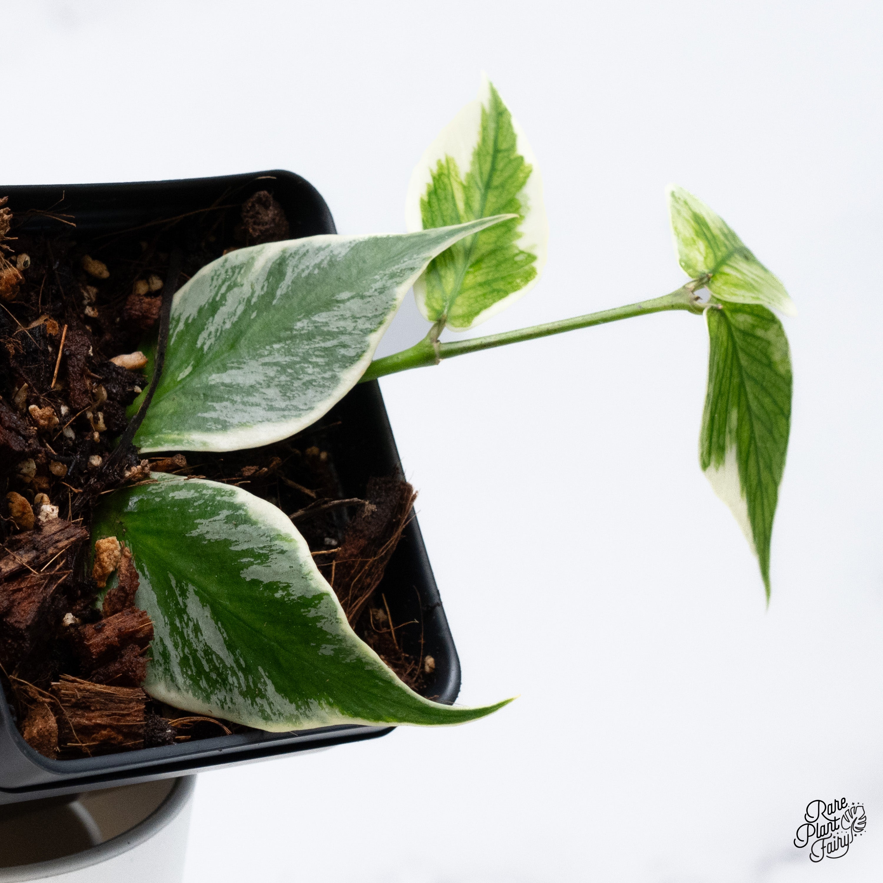Hoya Polyneura Albomarginata Outer Variegated Splash (wk36-D
