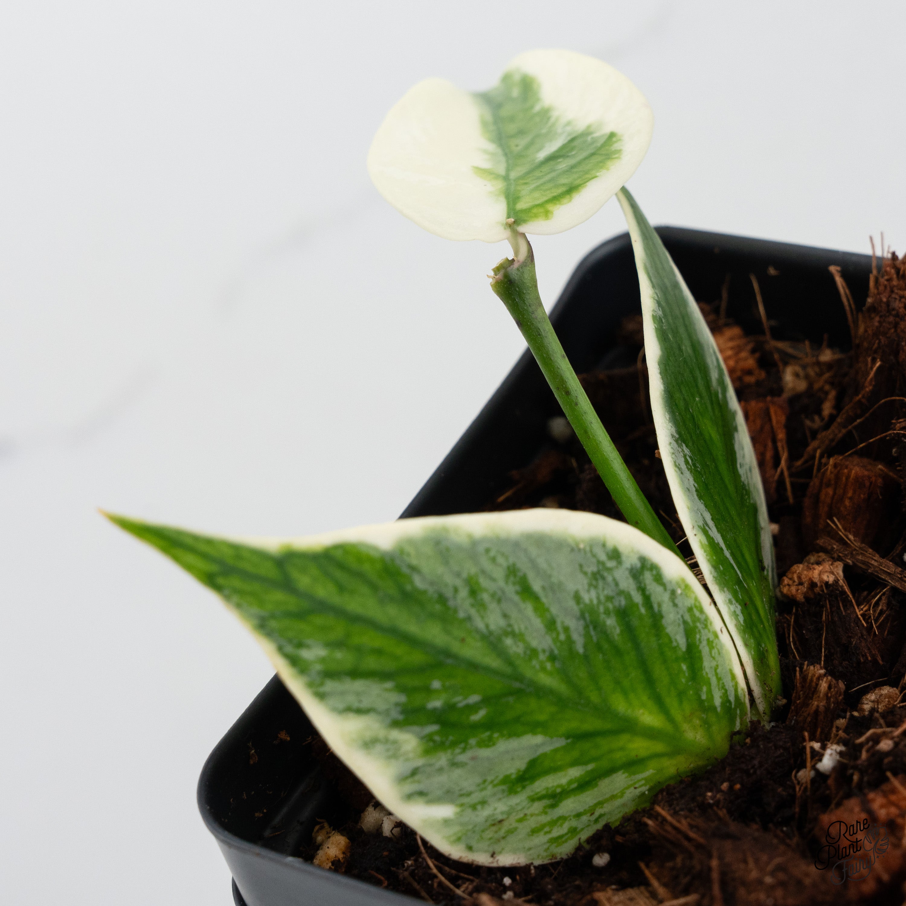 怪奇植物Hoya polyneura albomarginata サクララン 怪奇植物Hoya polyneura albomarginata サクララン