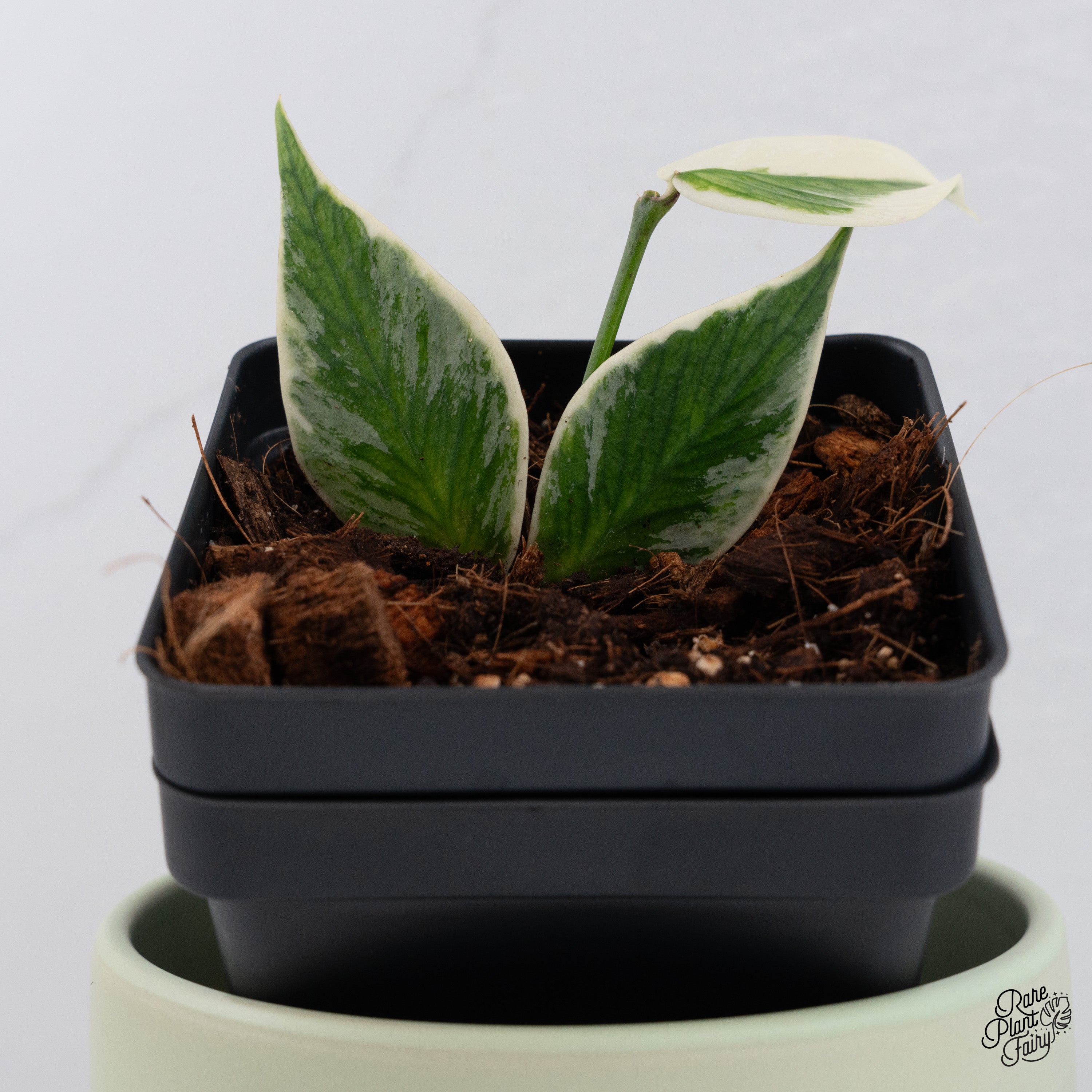 Hoya polyneura 斑入り？ Hoya polyneura 斑入り？