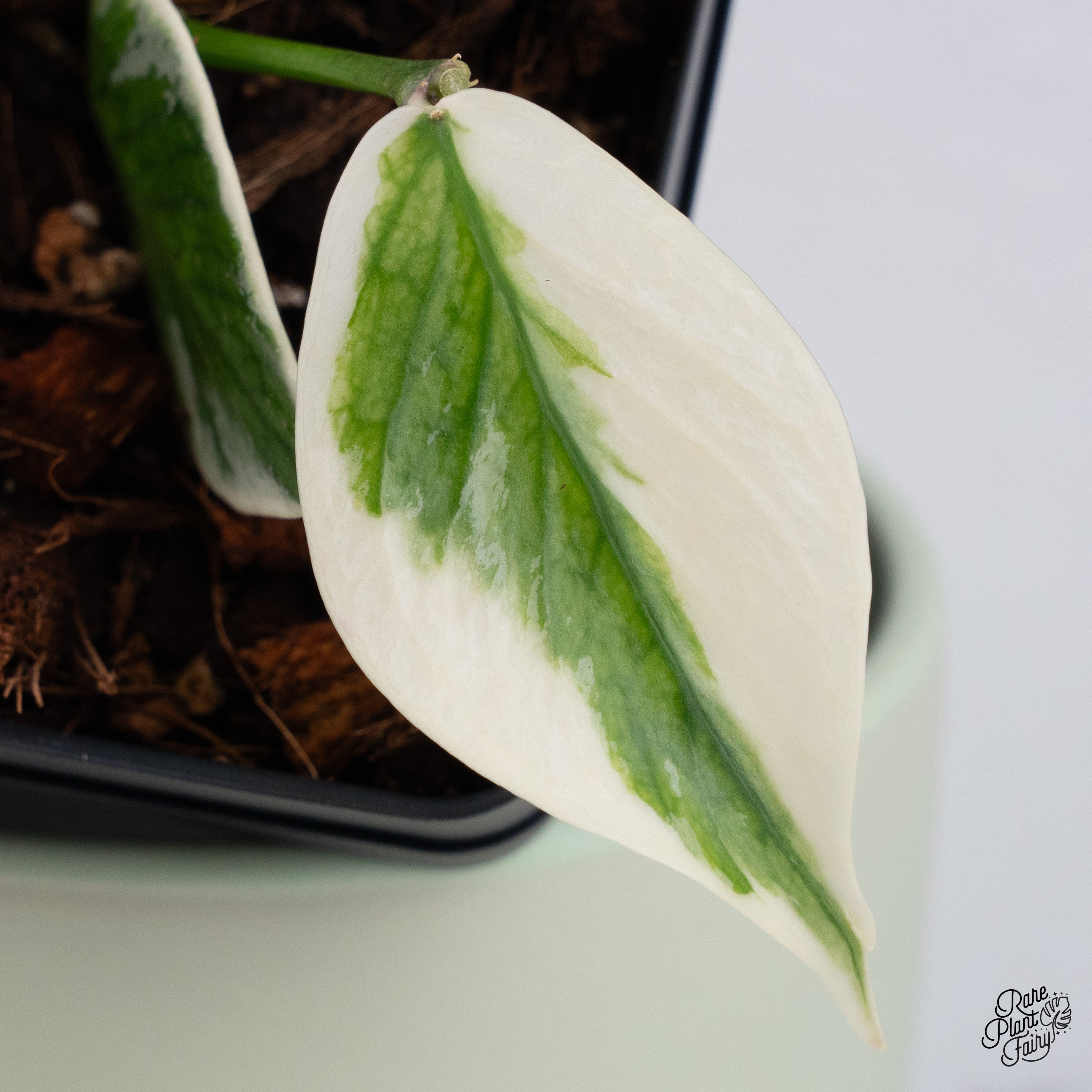 Hoya Polyneura Albomarginata Outer Variegated Splash (wk37-A