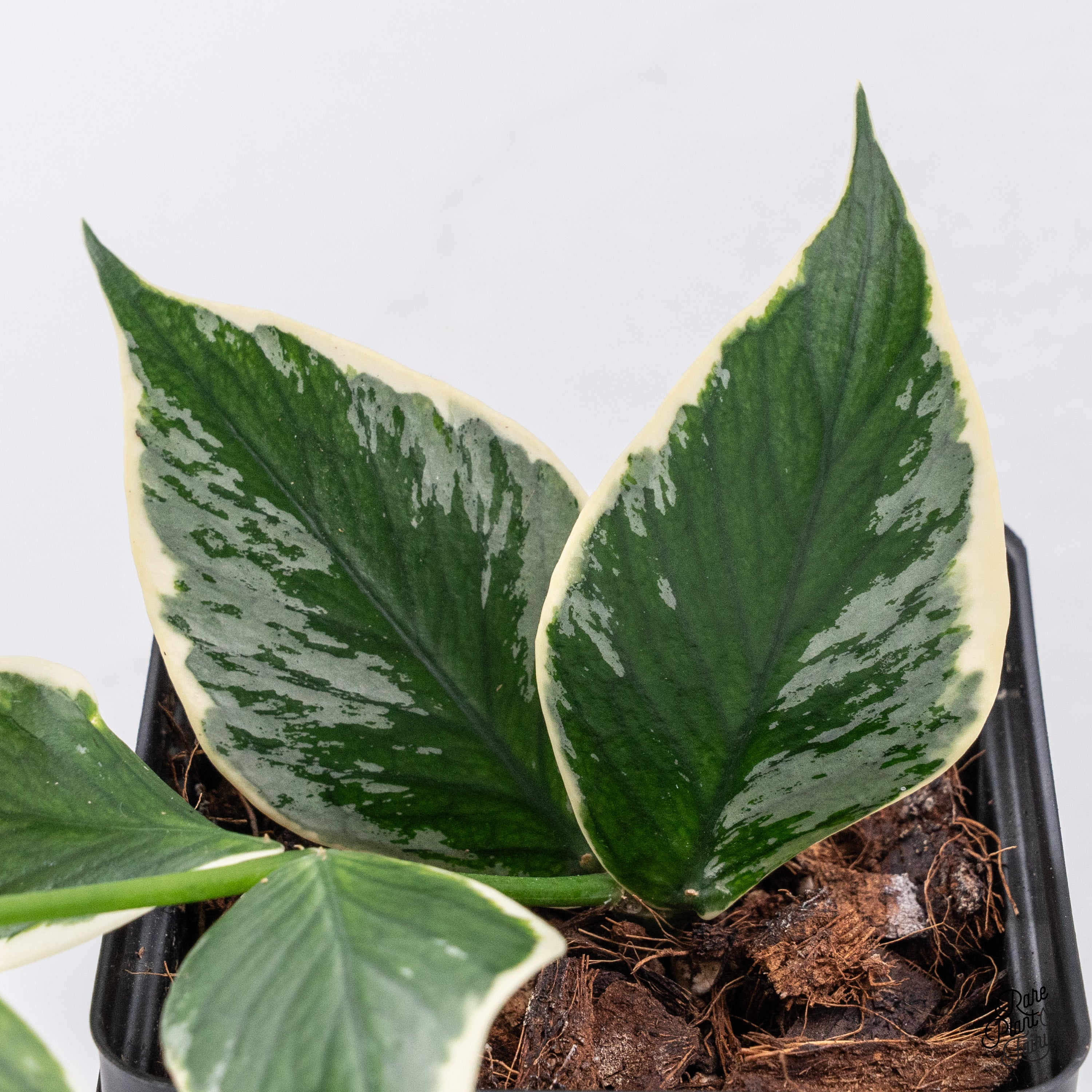 Hoya polyneura 斑入り？ Hoya Polyneura Albomarginata Outer Variegated Splash (wk37-A