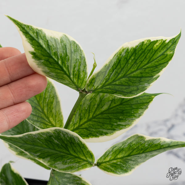 Hoya Polyneura Albomarginata Outer Variegated Splash (wk52-Q)
