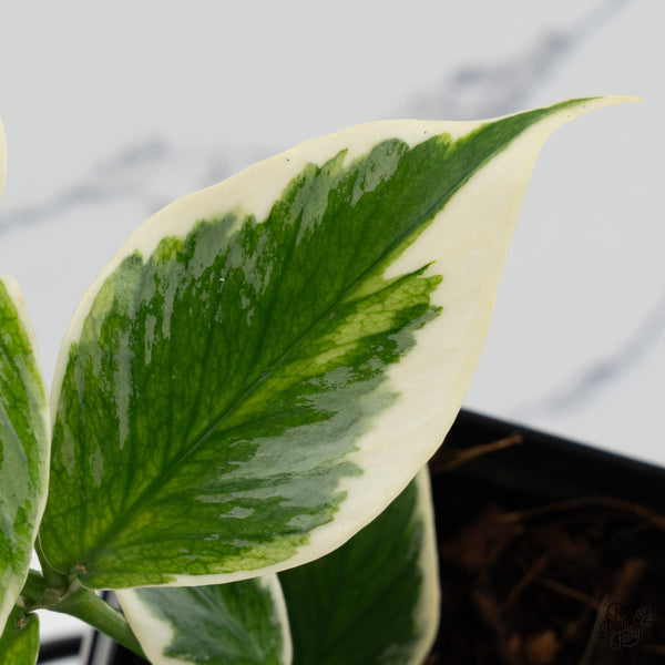 Hoya Polyneura Albomarginata Outer Variegated Splash (wk52-Q)
