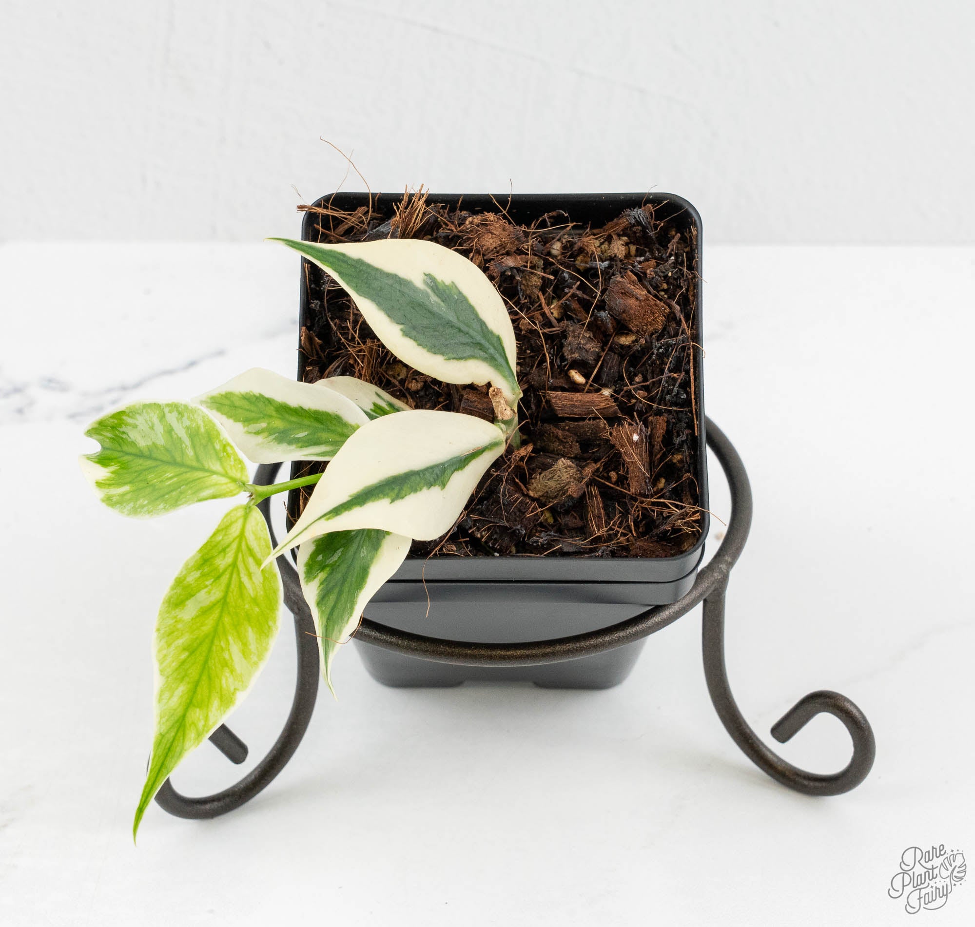 Hoya Polyneura Jasminka or Albomarginata Splash (wk13-C) – Rare