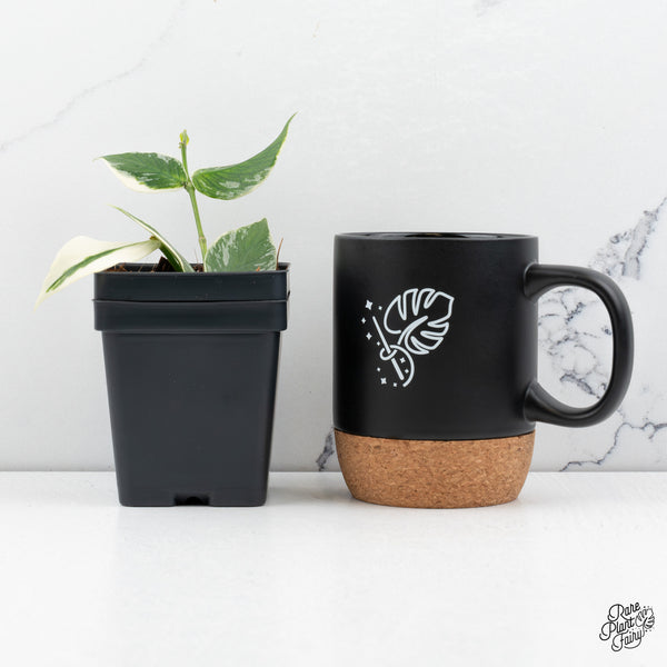 Hoya Polyneura Albomarginata Outer Variegated *Splash* (wk43-M)