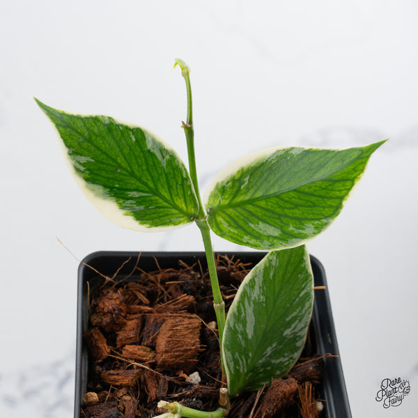 Hoya Polyneura Albomarginata Outer Variegated *Splash* (wk43-M)
