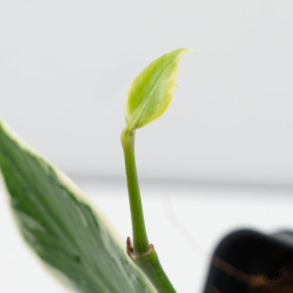 Hoya Polyneura Albomarginata Outer Variegated *Splash* (wk43-M)