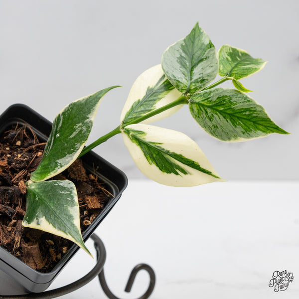 Hoya Polyneura Albomarginata Outer Variegated Splash (wk51-C)