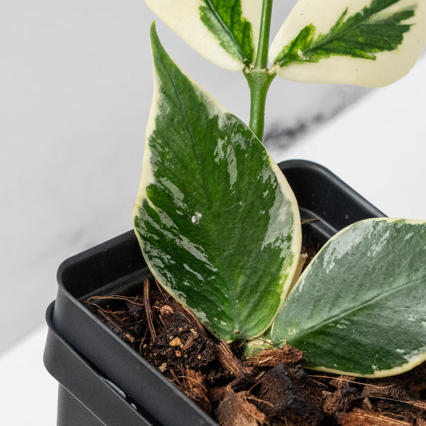 Hoya Polyneura Albomarginata Outer Variegated Splash (wk51-C)