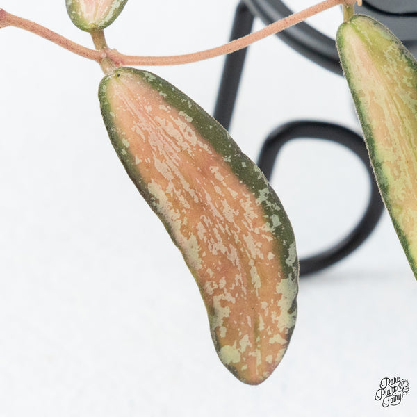 Hoya Sigillatis Inner Variegated (wk48-I)