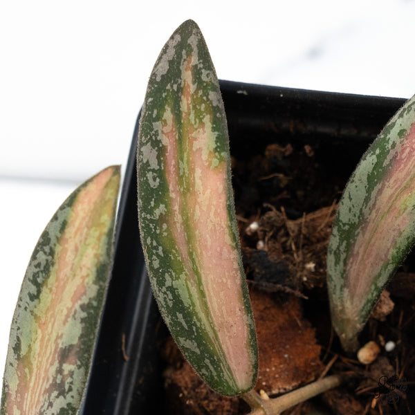 Hoya Sigillatis Inner Variegated (wk48-I)