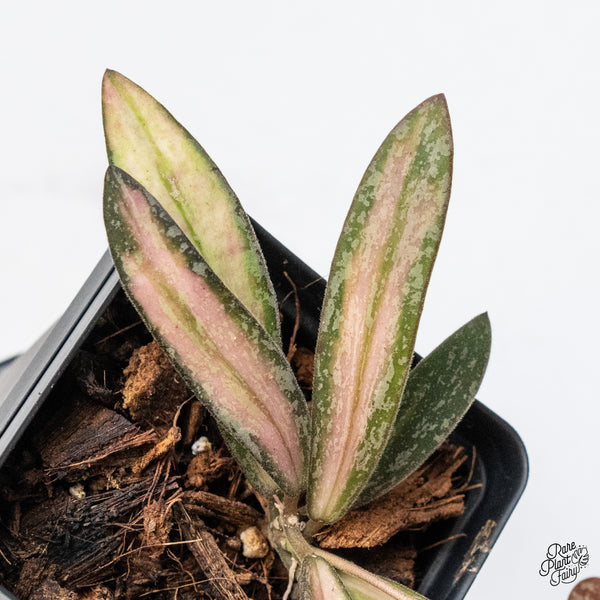 Hoya Sigillatis Inner Variegated (wk49-I)