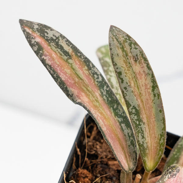 Hoya Sigillatis Inner Variegated (wk50-D)