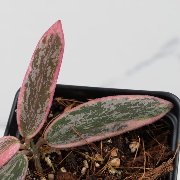 Hoya Sigillatis Outer Variegated (wk45-B)