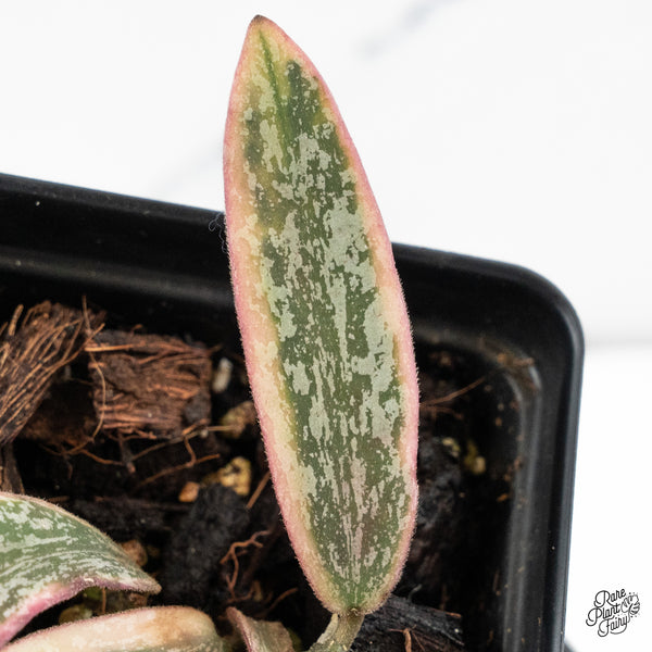 Hoya Sigillatis Outer Variegated (wk48-G)