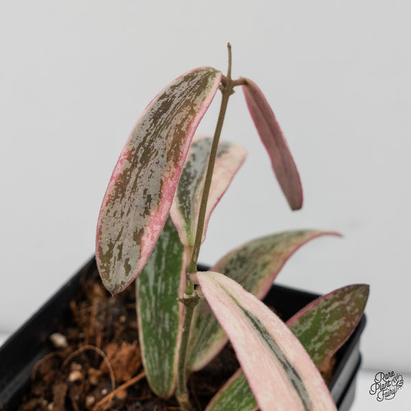 Hoya Sigillatis Outer Variegated (wk50-C)