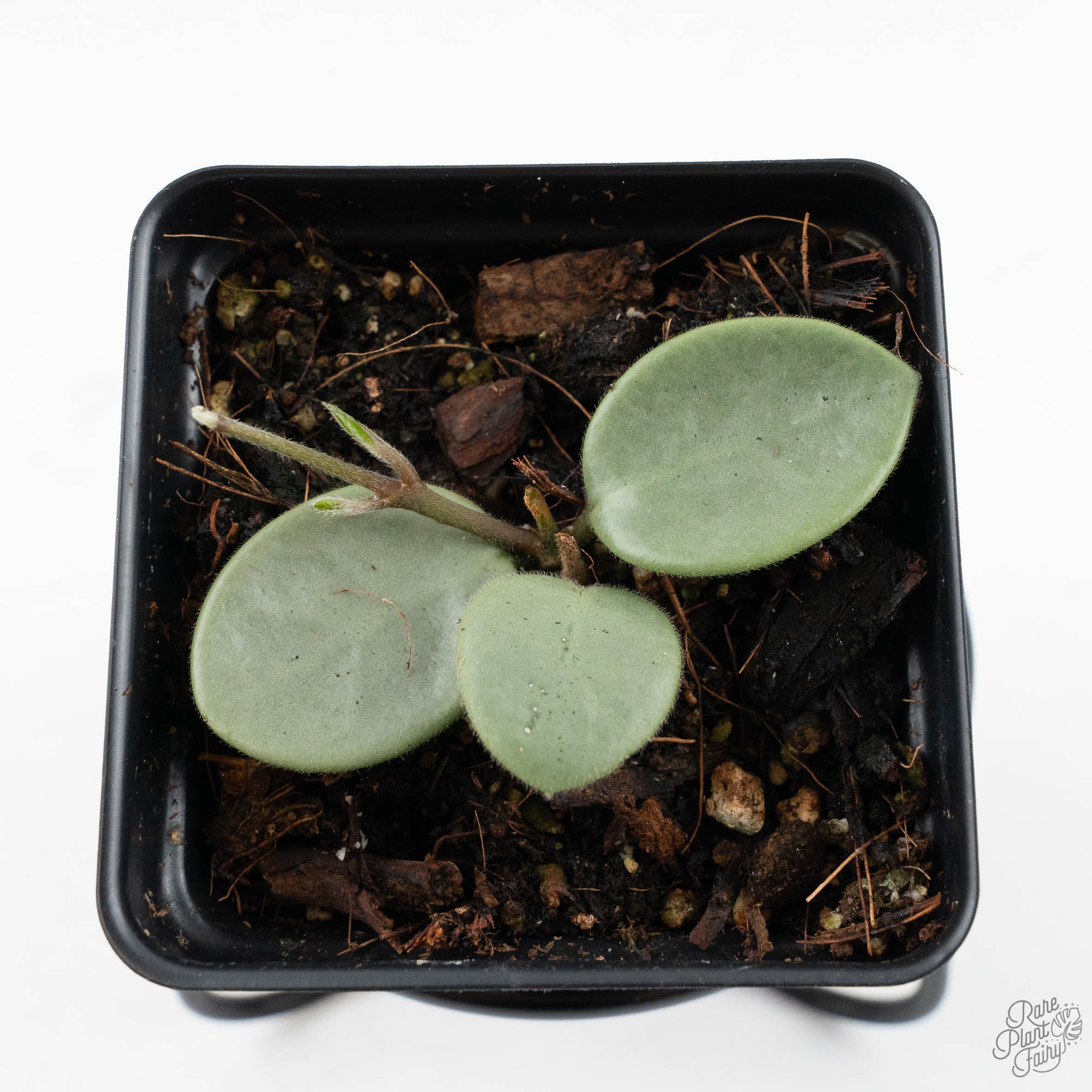 ホヤ マチルダ グレイフェアリーhoya mathilde greyfairy Hoya Mathilde Silver 'Grey Fairy' (wk19-N) – Rare Plant Fairy
