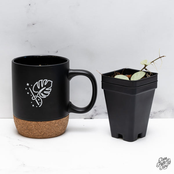 Hoya 'Grey Fairy' (wk43-J)