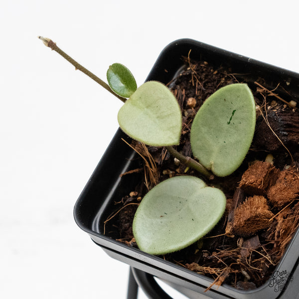 Hoya Mathilde Silver 'Grey Fairy' (wk49-F)