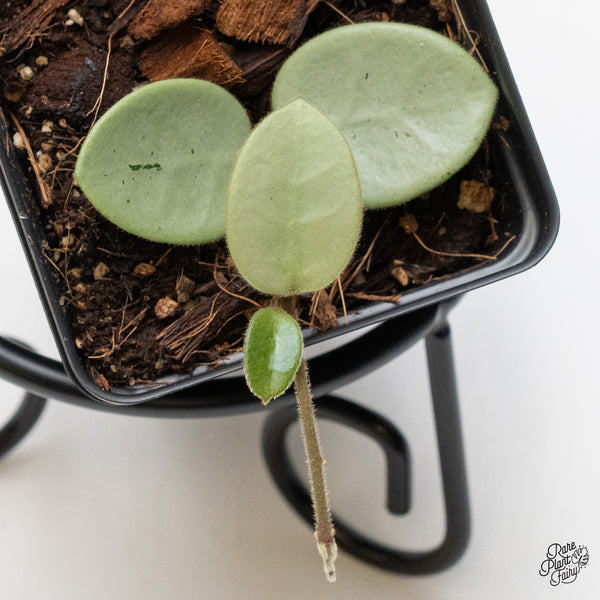 Hoya Mathilde Silver 'Grey Fairy' (wk49-F)